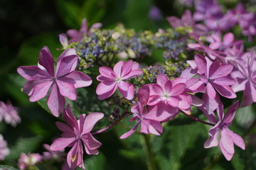 額紫陽花