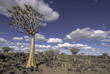 Quiver Tree Forest in Namibia
