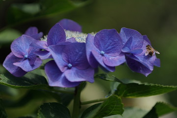 青い紫陽花