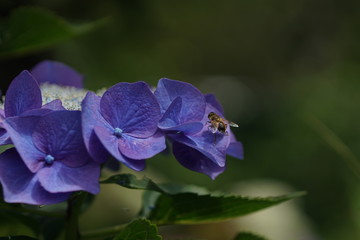 青い紫陽花