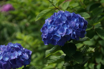 青い紫陽花