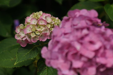 ピンクの紫陽花