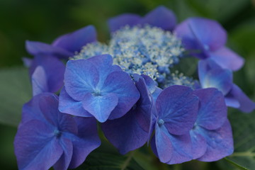 青い紫陽花