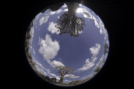 Quiver Tree Forest in Namibia - Image Taken with a Fish Eye Lens