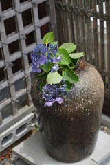 紫陽花