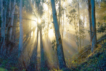 Evening sunlight through California forest