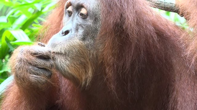 Closeup view of the face of a Sumatran orangutan eating food, portrait of a calm and satisfied monkey in captivity