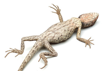 The underneath side of a tropical tree lizard found in Thailand isolated on white background