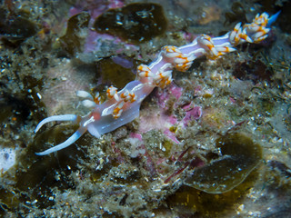 nudibranch on coral, Lage de Santos São Paulo, Brazil