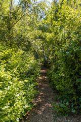 narrow path inside lush forest in a sunny day inside natural park