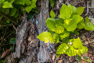 fresh green leaves pop up from wood chip filled ground inside park
