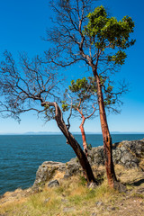 couple trees grow out of the rock at the edge of cliff near the coast under the blue sky