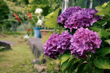 Obraz premium Hydrangea in June