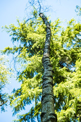 Fototapeta premium a grey tree trunk in front of pine tree under blue sky