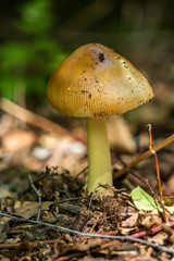 small brown mushroom on the ground in the forest.