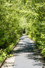 Obraz premium drewniana ścieżka spacerowa w bujnym lesie w słoneczny dzień w parku