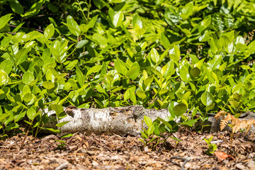 wood chips filled ground by the green bushes with fallen tree trunks under the sun