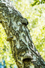 Obraz premium close up of rough surface tree trunk with couple white mushrooms under day light