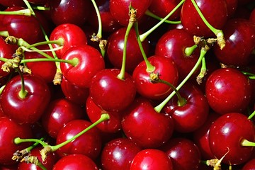 Texture of mature sour cherries Cerasus Vulgaris with foot-stalks harvested in late june