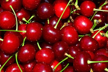 Texture of mature sour cherries Cerasus Vulgaris with foot-stalks harvested in late june