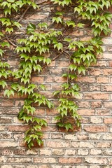 Ivy on a wall