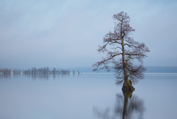 Cypress trees at Reelfoot Lake in Tennessee