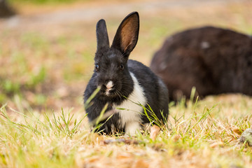 cute black bunny on the ground with one white leg.