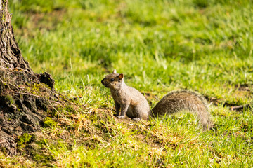cute tiny squirrel sitting under the tree under the sun on the grass filed