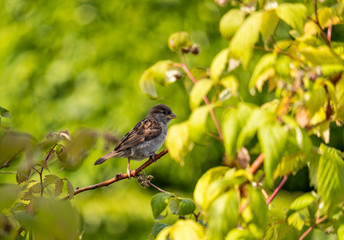 little sparrow hiding behind green leaves on tree branch in the shade