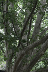 trees in the forest