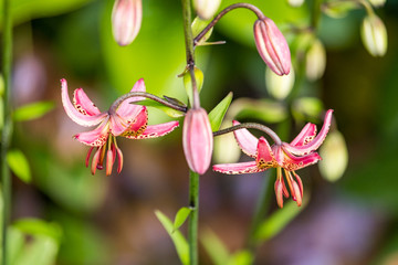 Fototapeta na wymiar branches of pink Toad Lily with creamy green background in the garden, 