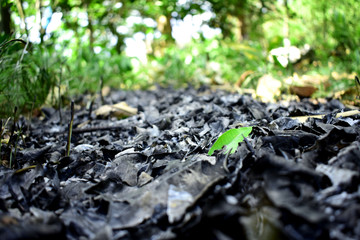 Hoja verde sobresaliendo dentro de cenizas de hojas quemadas por el fuego en un bosque