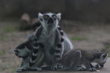 Fototapeta premium ring lemur sitting on the ground