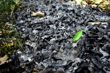 Hoja verde sobresaliendo dentro de cenizas de hojas quemadas por el fuego en un bosque