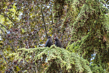 crow baby trying to get the food from the mouth of its parent.