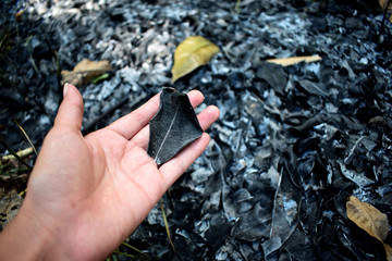 Mano con hojas quemadas por el fuego en un bosque