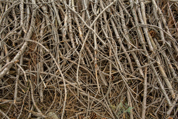 wood cutting tree branches