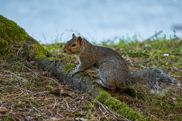 cute brown squirrel standing on moss covered tree roots in the shade