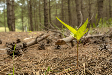 growth of a new life