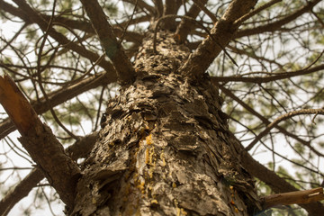Fototapeta premium pine tree body and branches