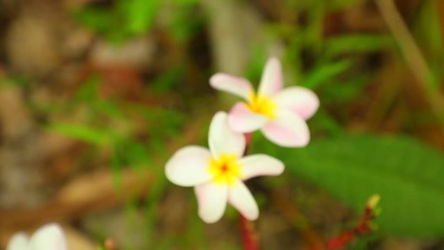 Plumeria frangipani flowers in white and yellow panning panoramic high definition stock footage video clip.	