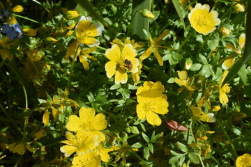 Late Spring Flowers in Oregon Pacific Coast