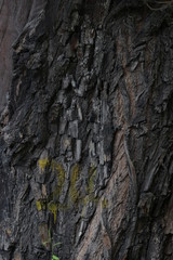 tree bark texture