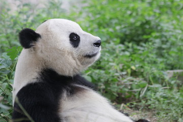 Fototapeta na wymiar Funny Pose of Cute Fluffy Panda Bear, China