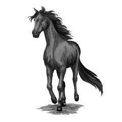 Obraz na płótnie Canvas Horse running sketch of galloping black stallion