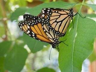 Monarch butterflies mating