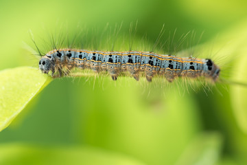 Fototapeta premium caterpillar on leaf