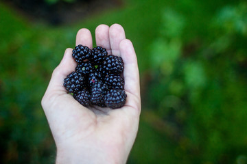 Hand holding blackberries