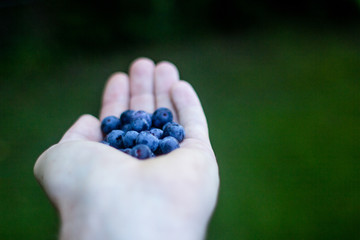 Blueberries in man's hand