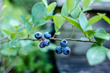 Ripe blueberries on the bush